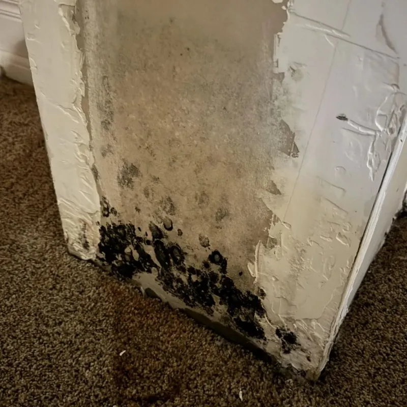 Professional Mold Removal in Raymore, MO